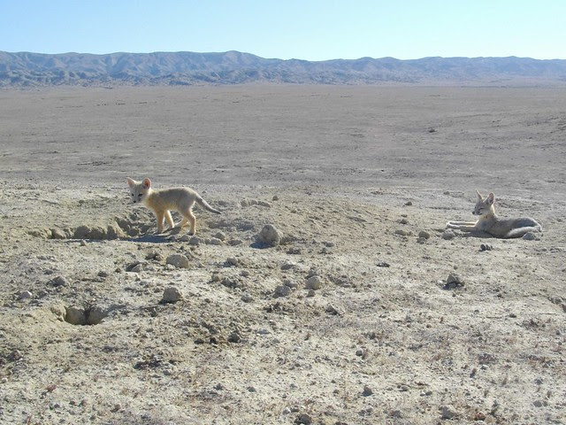 sj kit foxes