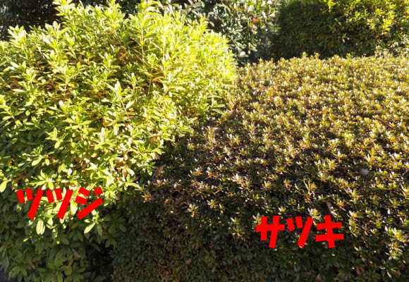 ツツジとサツキの違い 庭木の剪定専門サイト