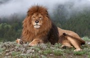 Ide 33+ Singa Afrika