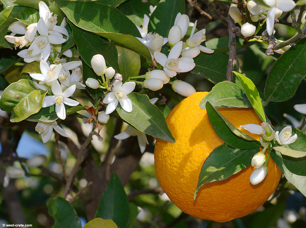  Flowering  orange  trees 