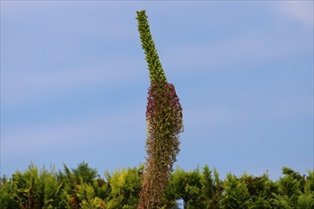 花菜ガーデンで開花した アガベ ストリクタ Agave Stricta 吹上 Free Will 楽天ブログ