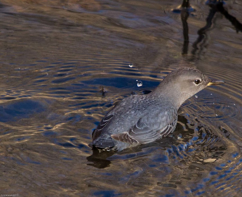 American Dipper