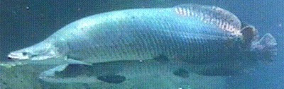 ADW Arapaima gigas INFORMATION ADW Arapaima gigas INFORMATION