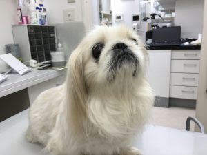 犬の病気 免疫 皮膚病 免疫介在性溶血性貧血 皮脂腺炎のワンチャン はるえ動物病院
