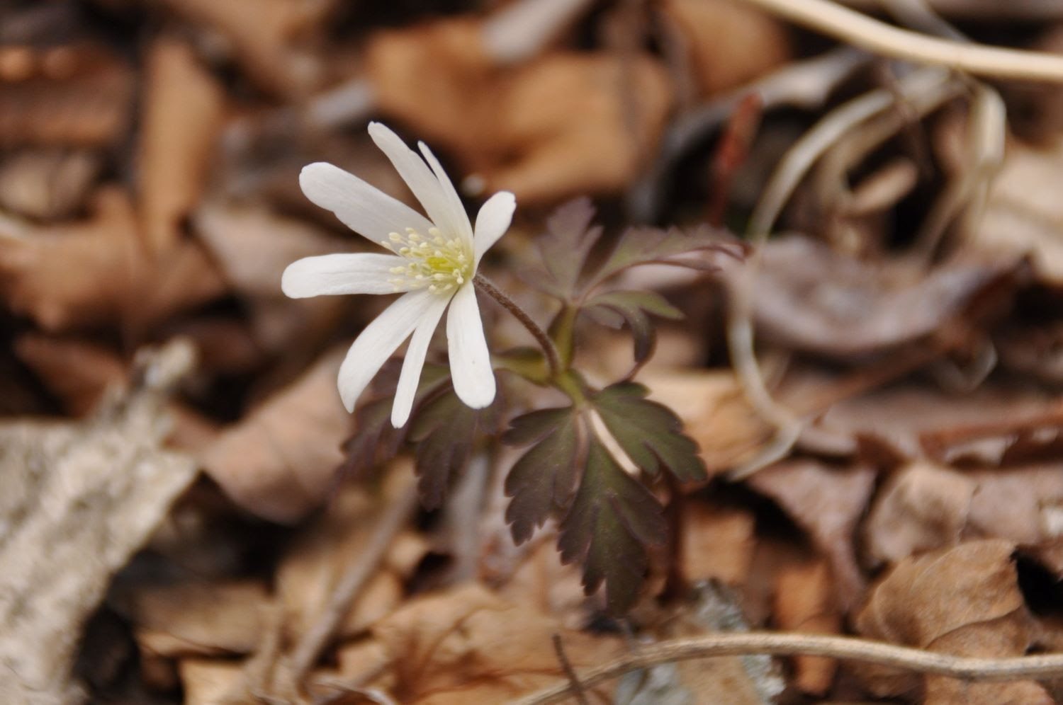 丹沢のビジターセンター 花ごよみ 丹沢山地に咲く花