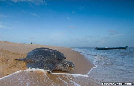 Leatherback turtle at Sandy Point National Refuge in the Virgin Islands (Stefano Unterthiner)