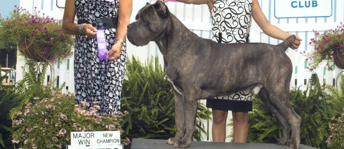 Cane Corso Puppies Cane Corso Breeder Italian Cane Corso