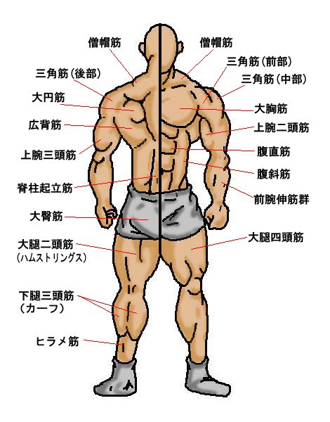 各筋肉部位の詳細な筋肉図 ザ バルクアップトレーニング