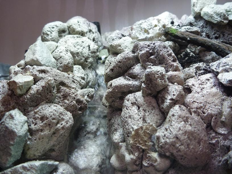 バスとフライとアクアリュウムと 滝のあるアクアリウムに