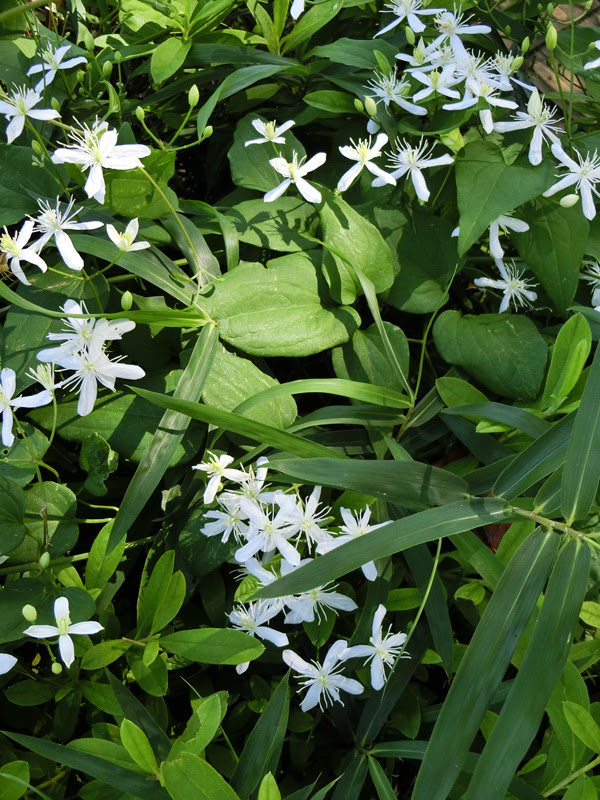 センニンソウ 仙人草 18 9月上旬撮影の花 K U R A D A S H I