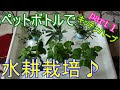 無料ダウンロード ローズマリー 水耕栽培 植え替え 752267