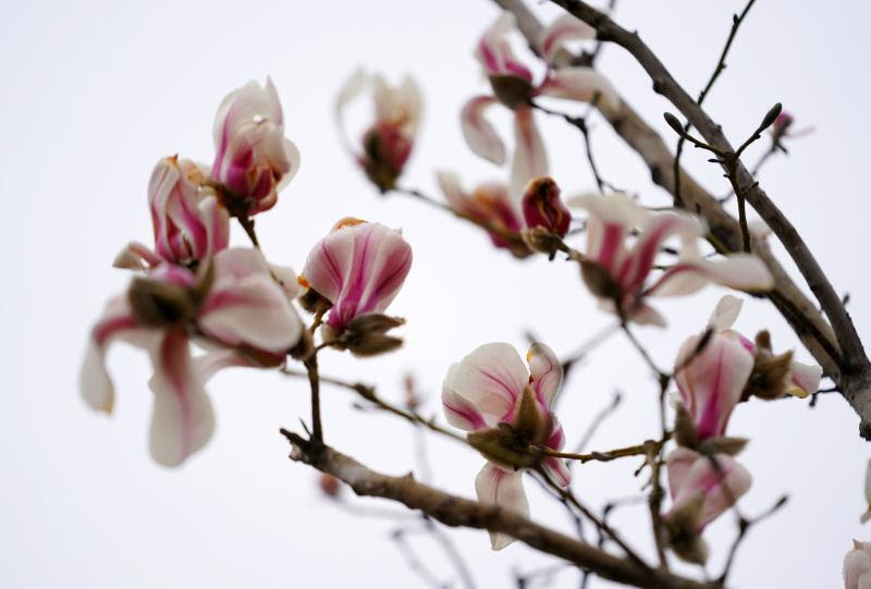 雨の北京は絵画のごとき美しさ 湖岸に柳が芽吹き 万花が咲く