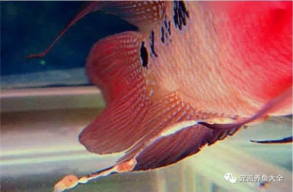 罗汉鱼腹水病的可能原因 症状和治疗参考简介 实用 雪花新闻
