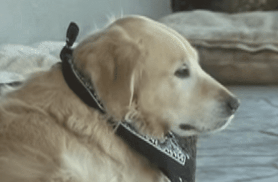 こんなことする犬見たことある 保護された犬の特技が幸せをくれる いいね ニュース