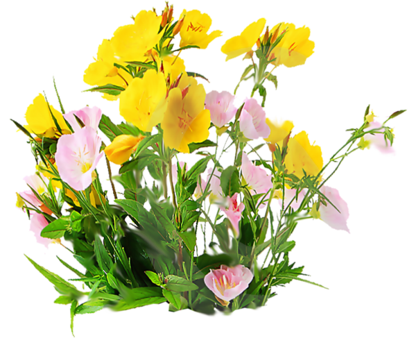 tubes fleurs divers - Page 3