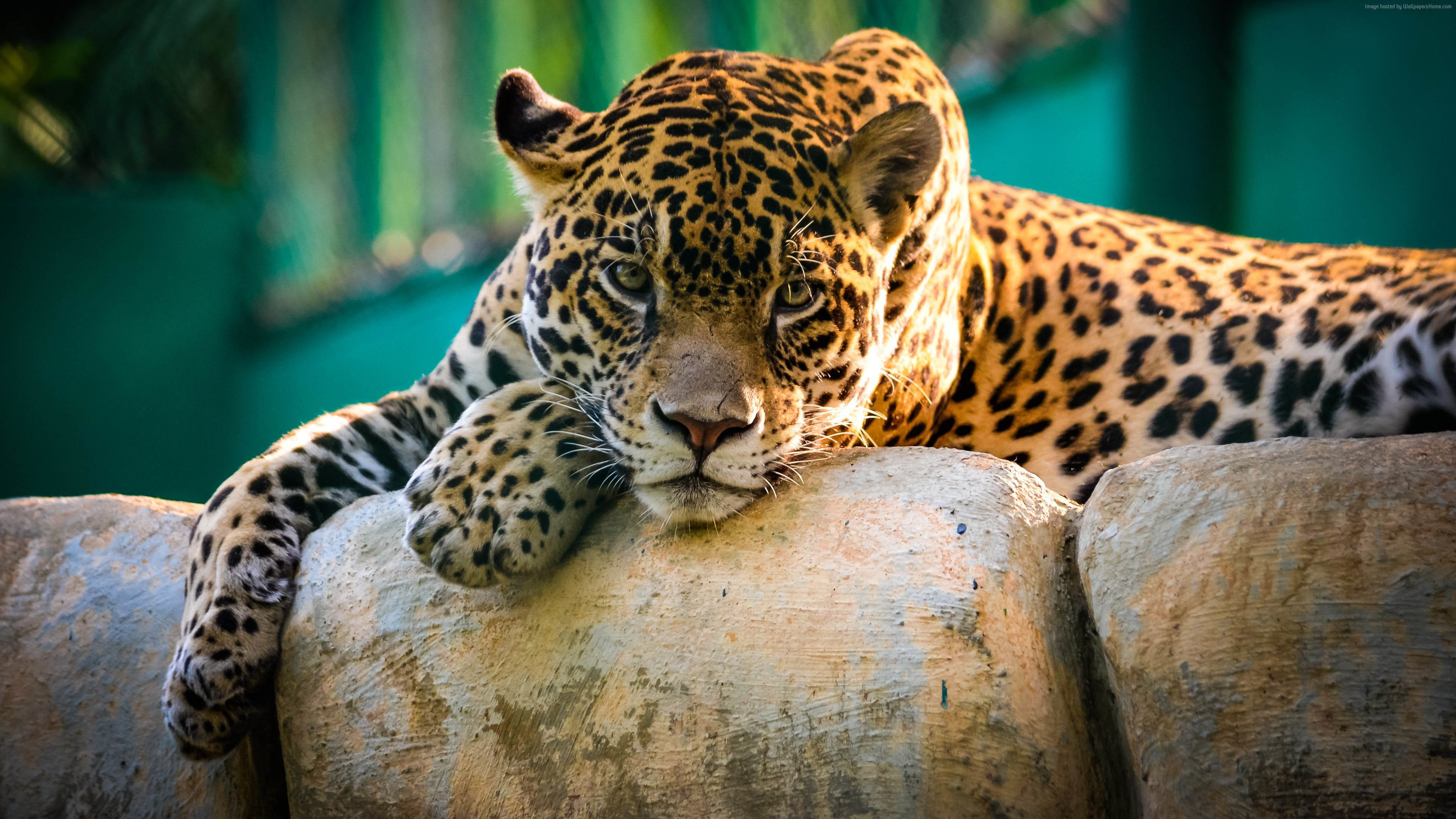 Cool Backgrounds of Animals (65+ images)