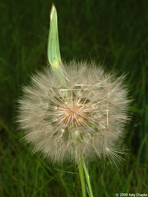Search for house plants by ease of care, lighting needs, even flowers, foliage and fragrance. Tragopogon dubius (Yellow Goat's Beard): Minnesota Wildflowers
