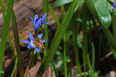 bee_flower3