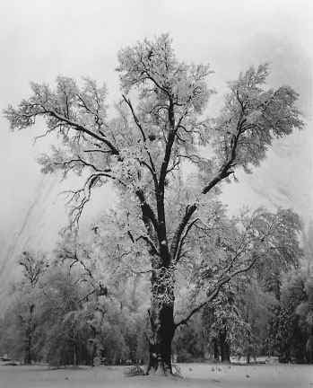ansel adams yosemite photos. (left: Ansel Adams, Oak Tree,