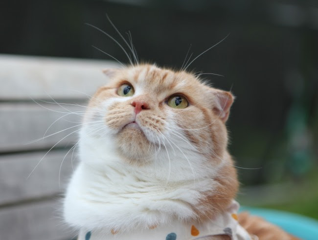 トリさん飛んだ！