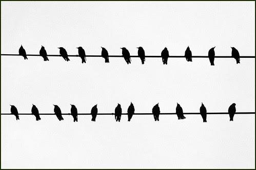 Bird Song!