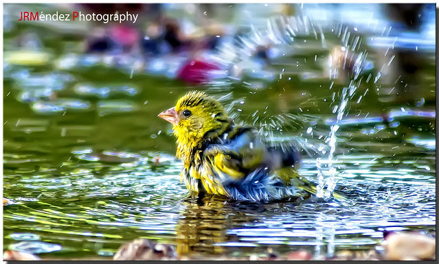 El baño del verdecillo