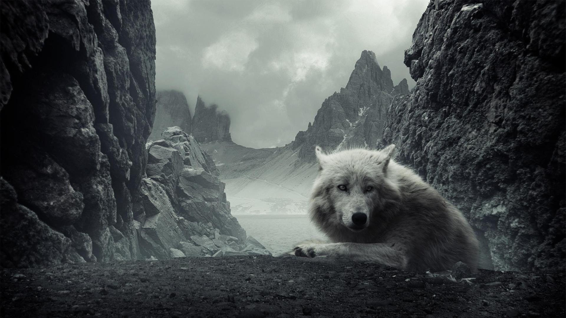 Wolf Backgrounds For Desktop - Wallpaper Cave