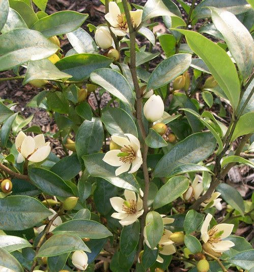 Tanaman Cempaka Mulya Putih White Magnolia Figo Tanaman Cempaka Mulya Putih White Magnolia Figo