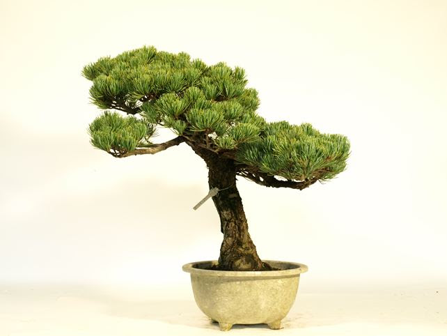 五葉松盆栽 模様木 No 15 五葉松 専門盆栽園 松風園 しょうふうえん 50年以上の中品 大品盆栽を取り扱う盆栽ecサイトです