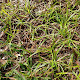 Lawn Weeds Queensland