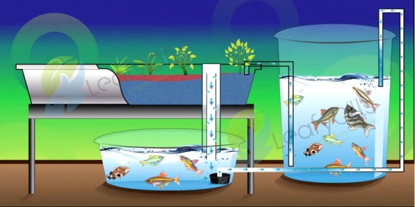 Backyard Aquaponics Project TAZM PICTURES