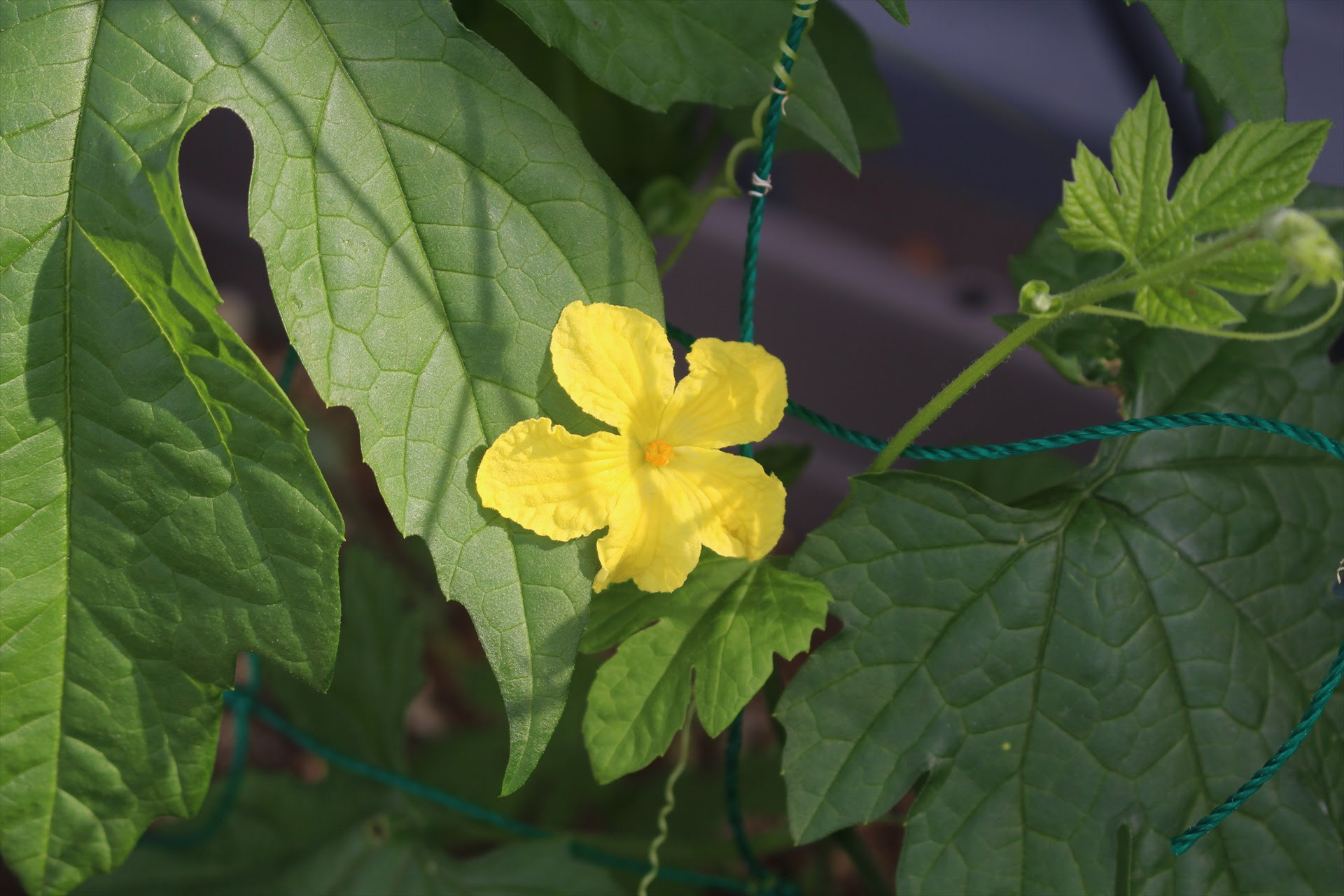早くも ゴーヤの花が咲いた 徒然