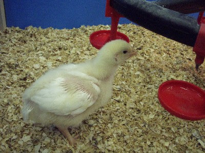 鶏 ひよこ 飼い方 その４ 給水編 ご家庭で出来る飼育法 現実逃避同好会 別館