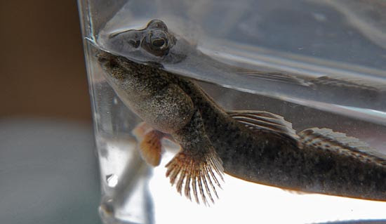 トビハゼ 跳鯊 Periophthalmus Modestus 干潟の水嫌いなハゼ スズキ目ハゼ科トビハゼ属 09年9月 川崎市殿町に広がる多摩川河口干潟に暮らすトビハゼ 魚のクセして 胸びれ使って干潟を這い廻ります 陸に上がった サカナ でも 凄い