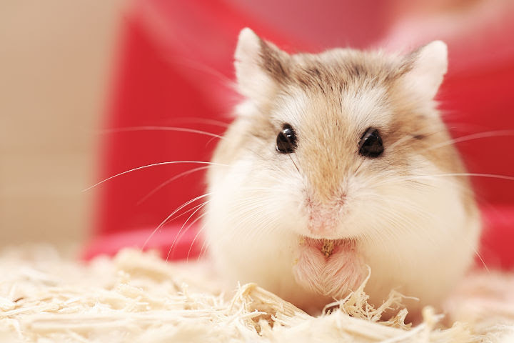 可愛すぎて癒やされる ハムスターの高画質な画像 壁紙 写真まとめサイト Pictas