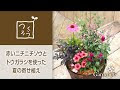 ニチニチソウ 寄せ 植え 相性 310483