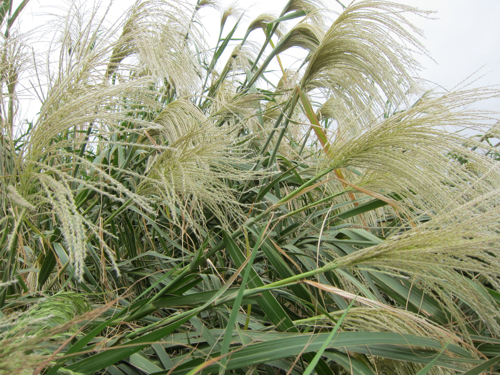 ススキ 薄 沖縄百科事典 あじまぁ