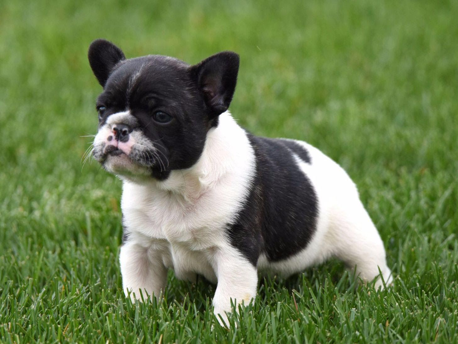 AKC Puppies For Sale In New York - Page 3 - AKC Marketplace