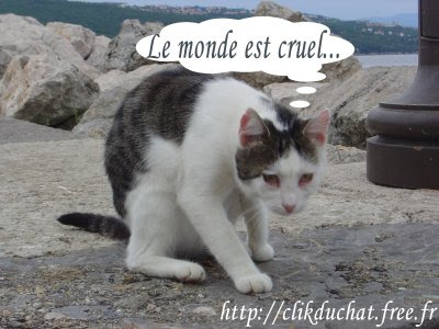 Clikduchat Images De Chats Humoristiques