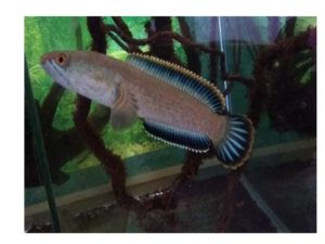 83+ Tempat Jual Ikan Hias Air Laut Lampung HD Terbaru