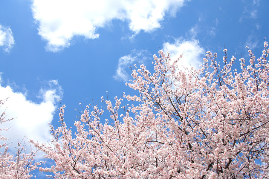 フリー写真 青空と満開に咲く桜の木の風景でアハ体験 Gahag 著作権フリー写真 イラスト素材集
