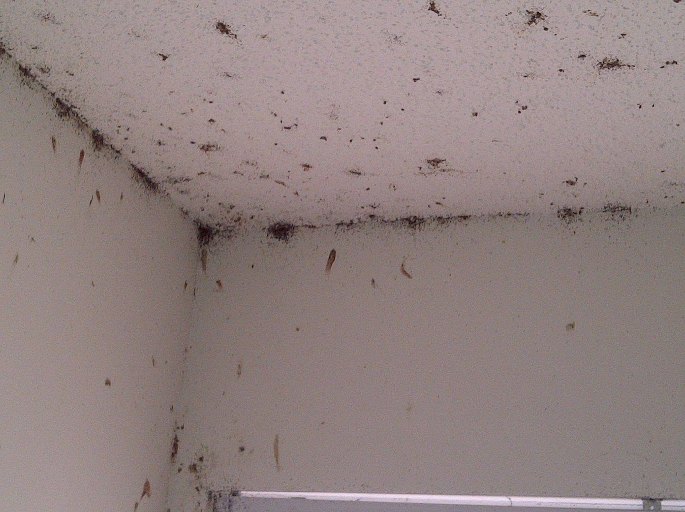 Severe bed bug infestation | Creepy Crawlers | Pinterest