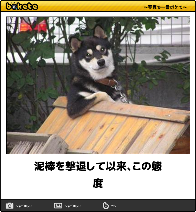 閲覧注意 即 笑える 犬まとめbokete 笑いたい人は必見 犬の総合情報サイト ペットスマイルニュースforワンちゃん