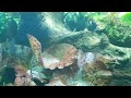 Natural aquarium tank design in Dubai 2