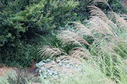 なんとかカズラ ノブドウ 汗 の 実も色付き始めて 山形の植物 園芸