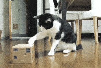Gifs Animes Chats Et Texte