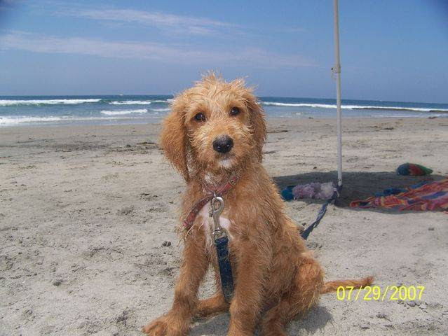 goldendoodle puppies. Goldendoodle puppy today