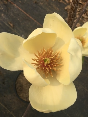 30+ Yellow Butterfly Magnolia Tree