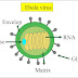 Marburg Virus Structure / Yes, there were signs that Ebola was in west Africa ... : Marburg virus is an infectious agent belonging to the virus family filoviridae, which also includes the ebolavirus genus, and causes a rare and severe type of haemorrhagic fever in humans and.