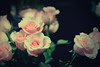 [コンプリート！] ピンク 薔薇 画像 フリー 197604-ピンク 薔薇 画像 フリー